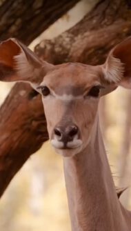 An alert deer in the woods
