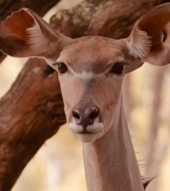 An alert deer in the woods