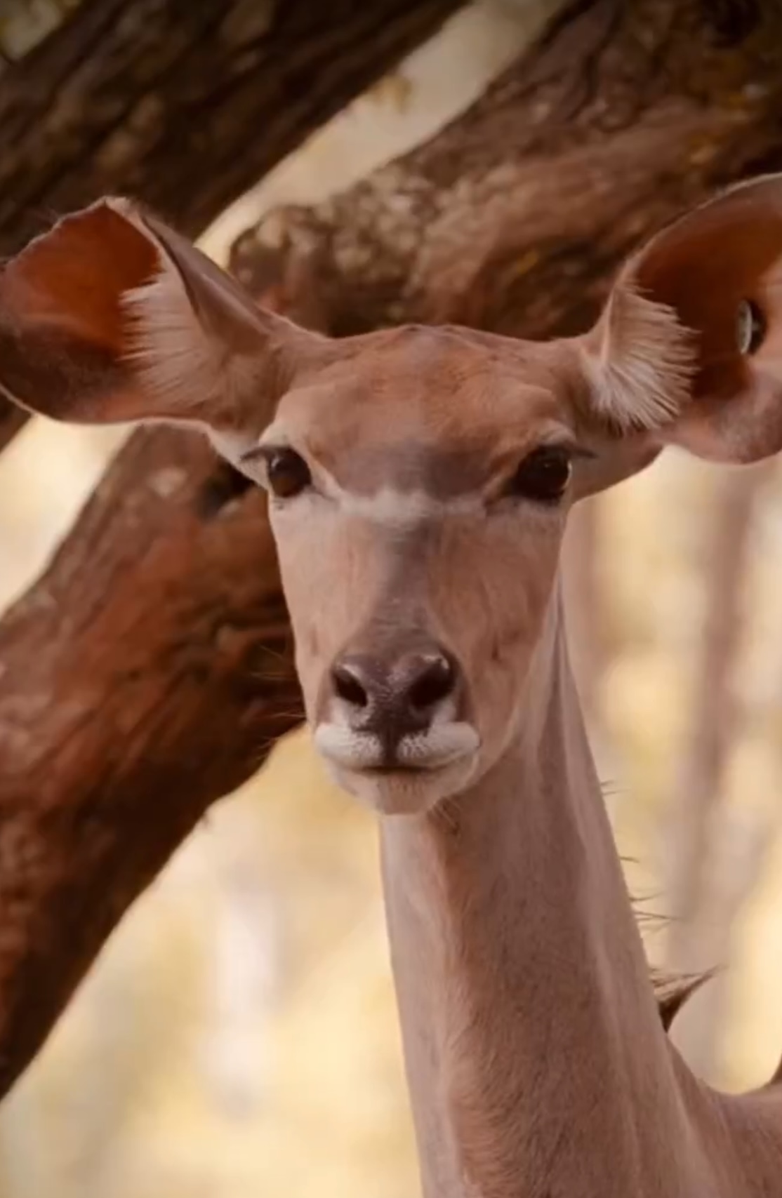 An alert deer in the woods
