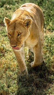Elsa the lioness