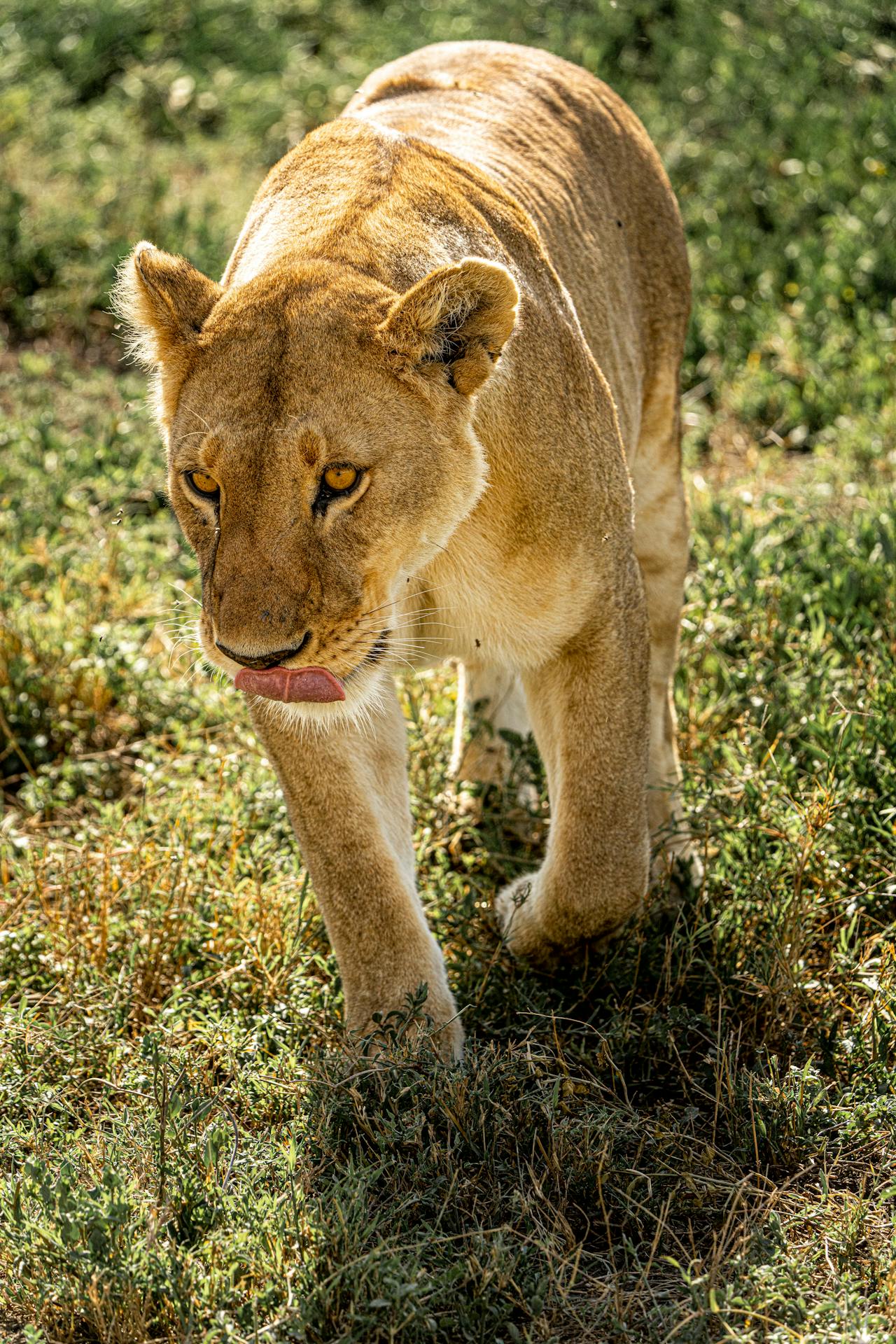 Elsa the lioness