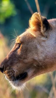 Elsa the lioness