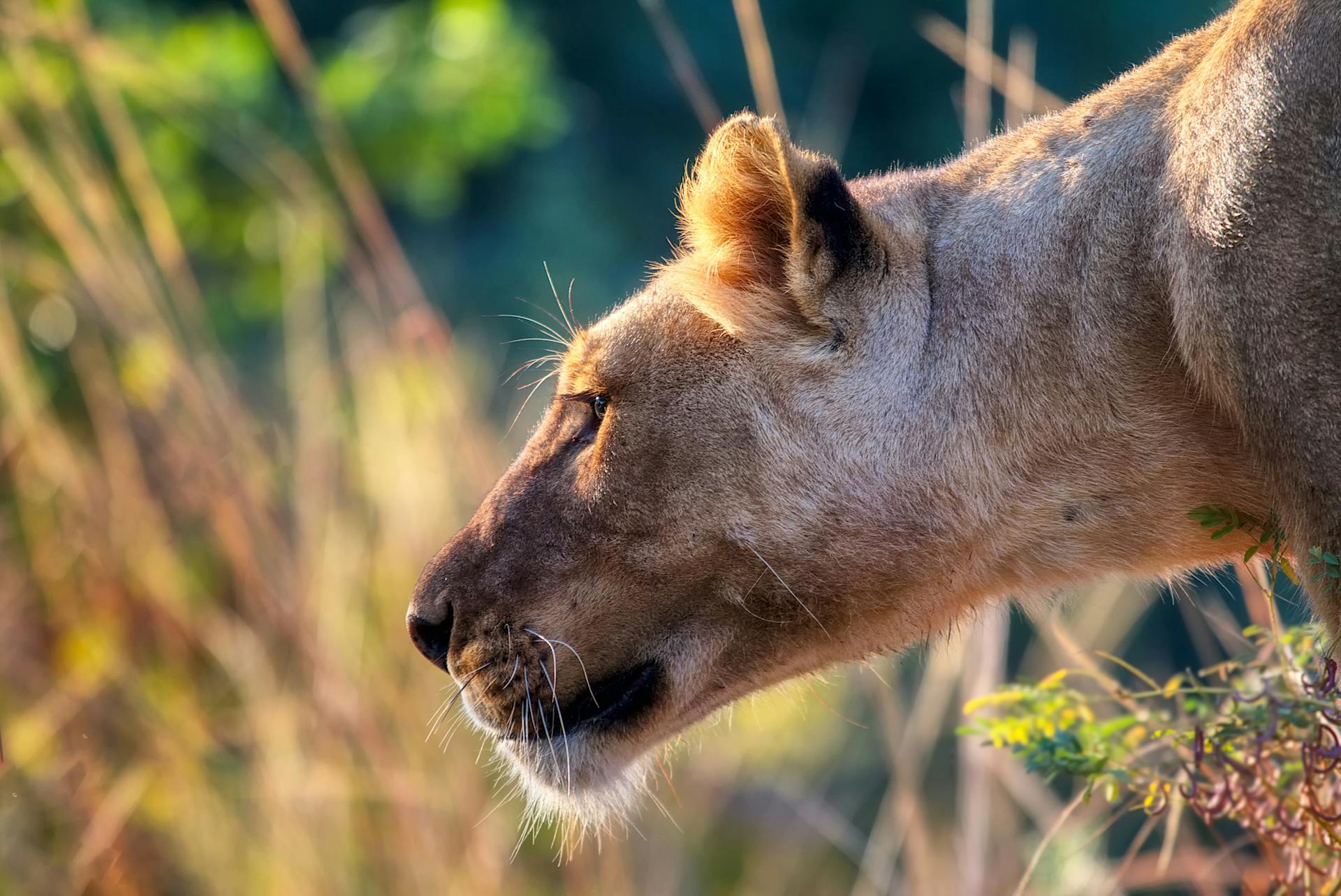 Elsa the lioness